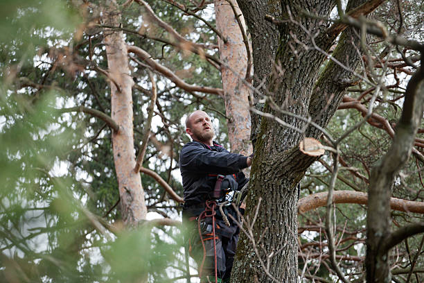 How Our Tree Care Process Works  in  Cohoe, AK