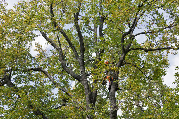 Professional Tree Removal Services in Cohoe, AK